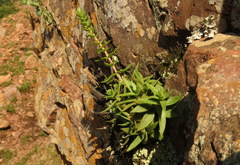 Crassula setulosa jenkinsii