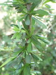 Gymnosporia polyacantha
