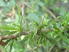 Gymnosporia polyacantha