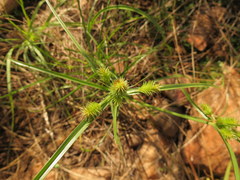 Cyperus decurvatus