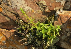 Crassula setulosa jenkinsii