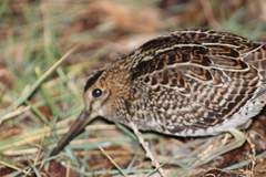 Gallinago