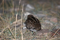 Gallinago