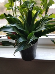 Dracaena fragrans compacta