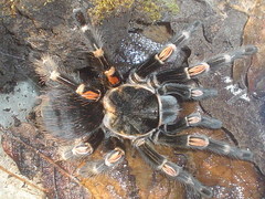 Brachypelma auratum