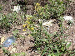 Pearsonia cajanifolia