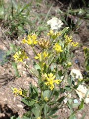 Pearsonia cajanifolia