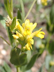 Pearsonia cajanifolia