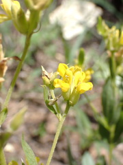 Pearsonia cajanifolia