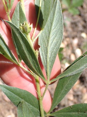Pearsonia cajanifolia