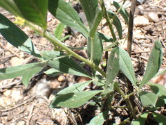 Pearsonia cajanifolia