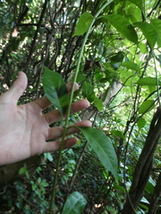 Gynochthodes umbellata