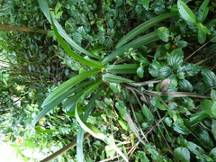 Hymenocallis speciosa