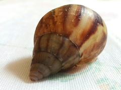 Lissachatina fulica