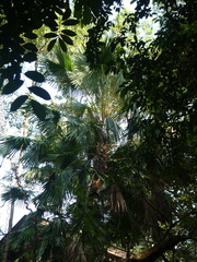 Saribus rotundifolius