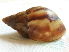 Lissachatina fulica