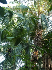 Saribus rotundifolius