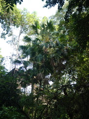 Saribus rotundifolius