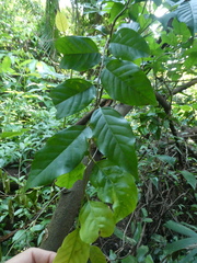 Hopea odorata