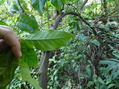 Hopea odorata