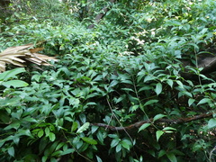 Gynochthodes umbellata