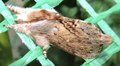 Porela cinerea