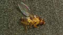 Pseudogaurax signatus