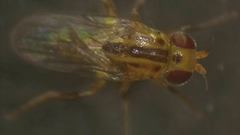 Pseudogaurax signatus