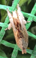 Porela cinerea