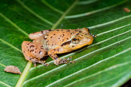 Ambatoharanana Whistling Frog