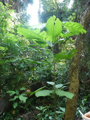 Sterculia parviflora