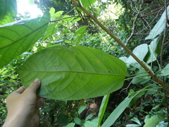 Sterculia parviflora