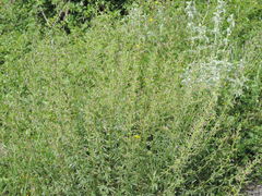 Scrophularia canina canina