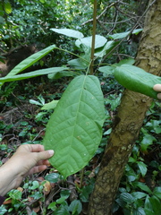 Sterculia parviflora