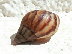 Lissachatina fulica