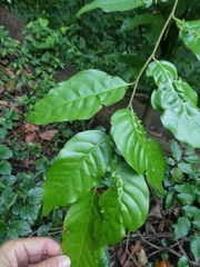 Hopea odorata