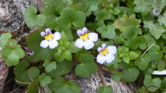 Cymbalaria microcalyx