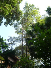 Terminalia calamansanai