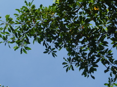 Terminalia calamansanai