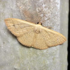 Idaea uniformis