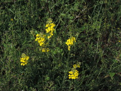 Erysimum maremmanum