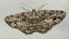 Hypomecis externaria