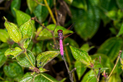 Trithemis persephone