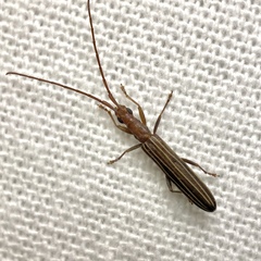 Syllitus grammicus
