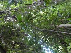 Buchanania arborescens