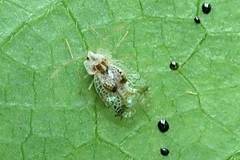 Stephanitis subfasciata