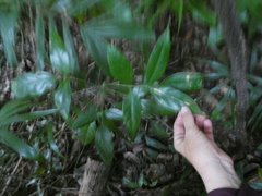 Polyscias diversifolia