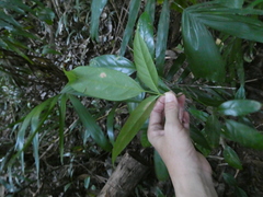 Polyscias diversifolia