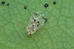 Stephanitis subfasciata