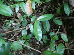 Gnetum microcarpum